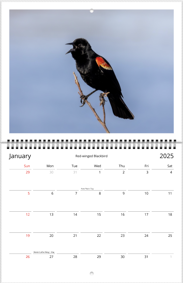 2025 An Aussie Perspective Birds Are Real Wall Calendar USA + Canada