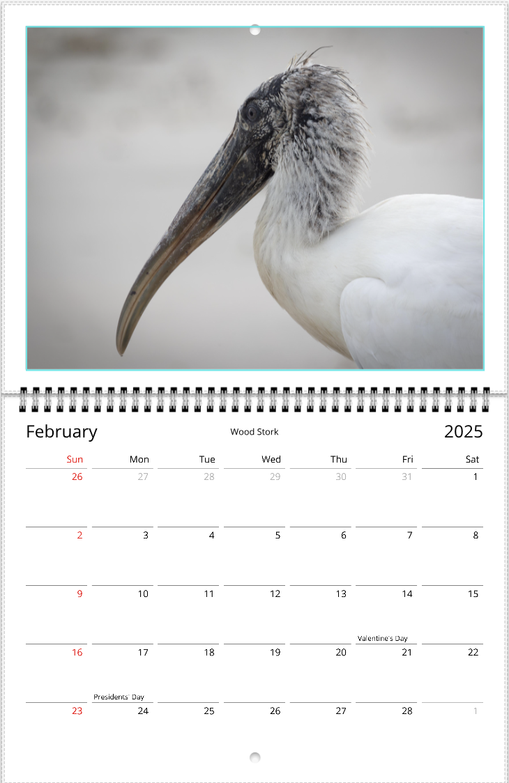 2025 An Aussie Perspective Birds Are Real Wall Calendar USA + Canada