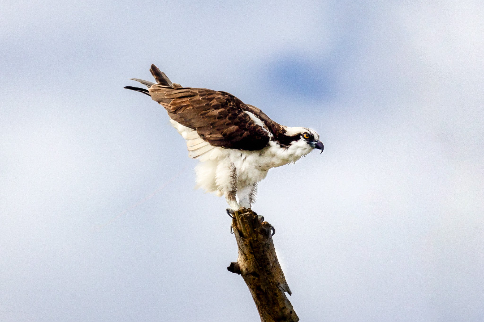 Osprey Leaning Forward