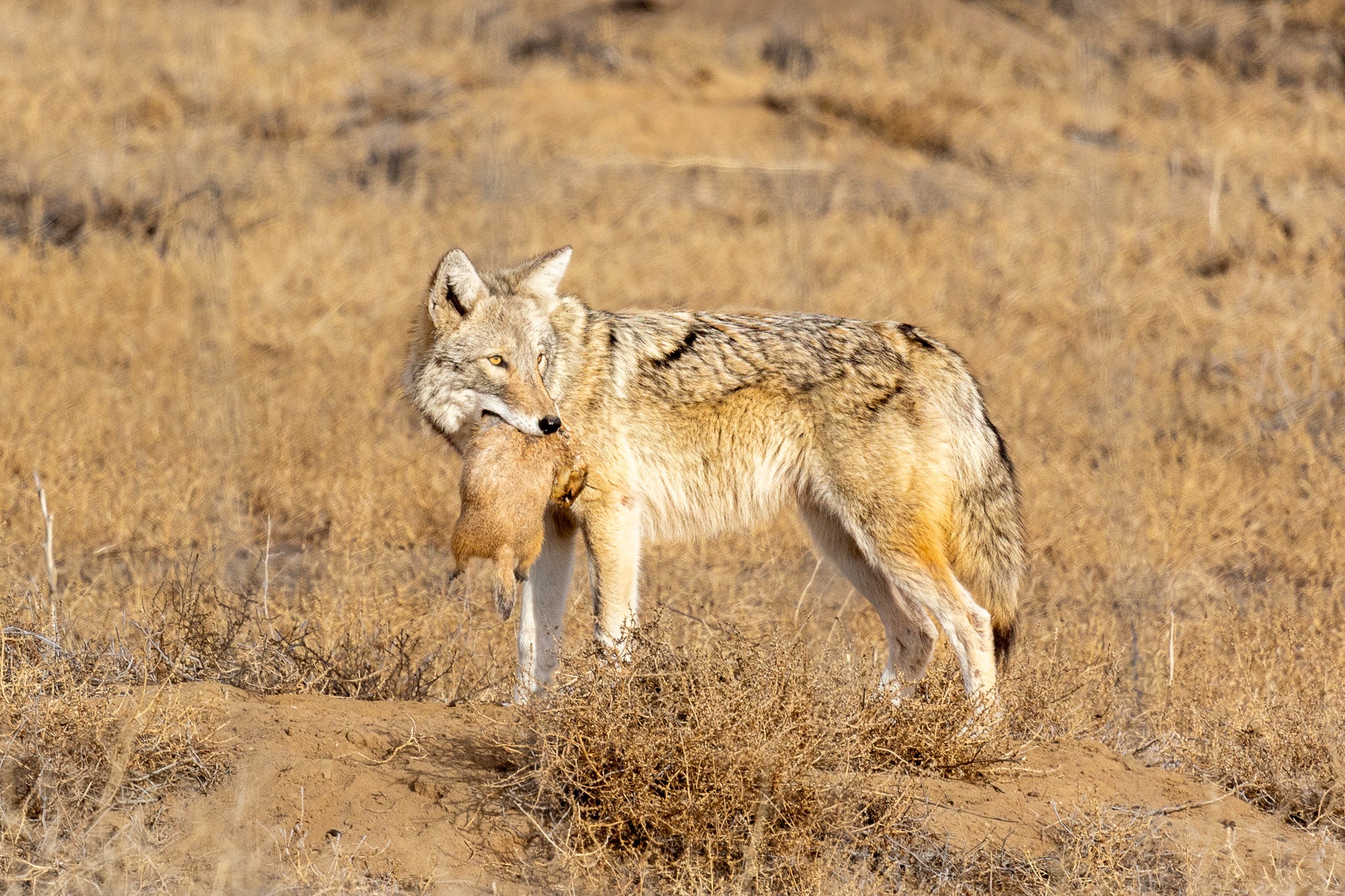 Coyote and Prairie Dog