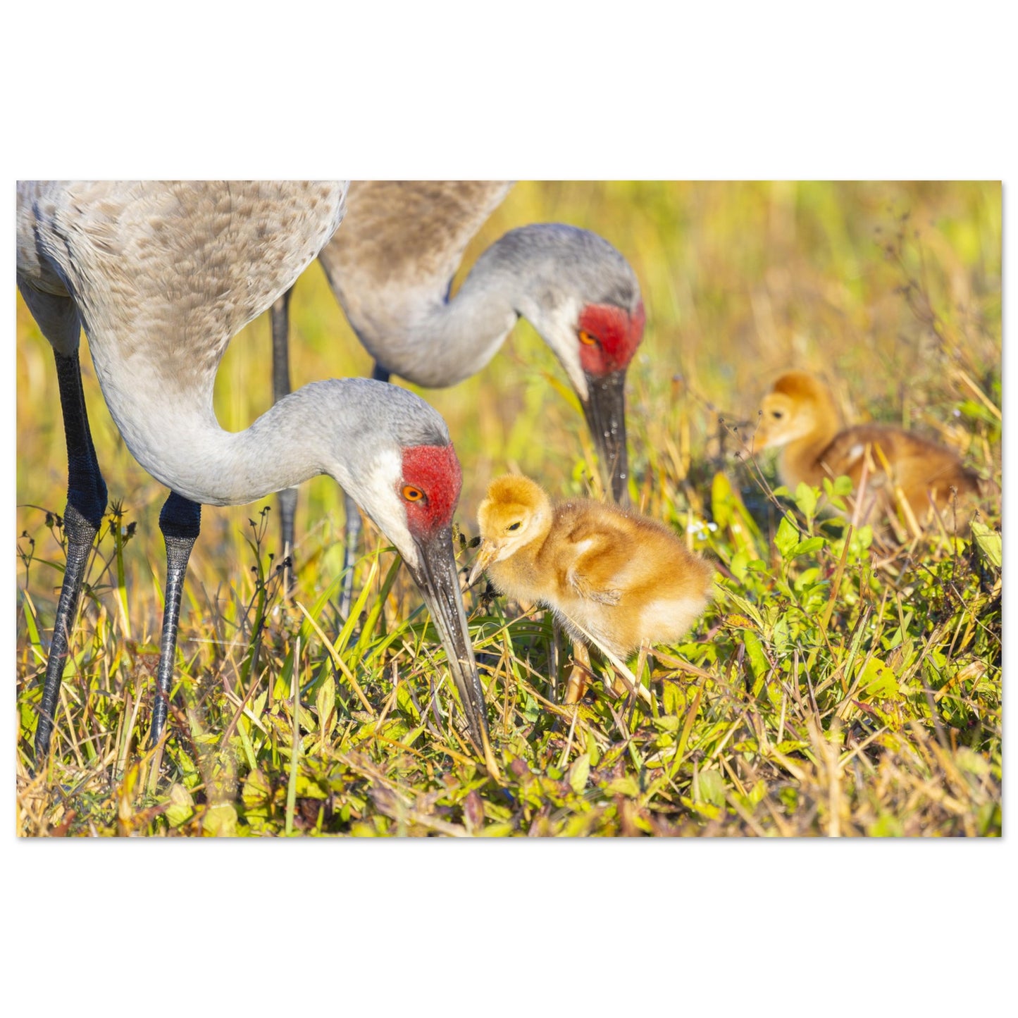 8ef4503b-22d7-4845-b1d2-43aee376192c