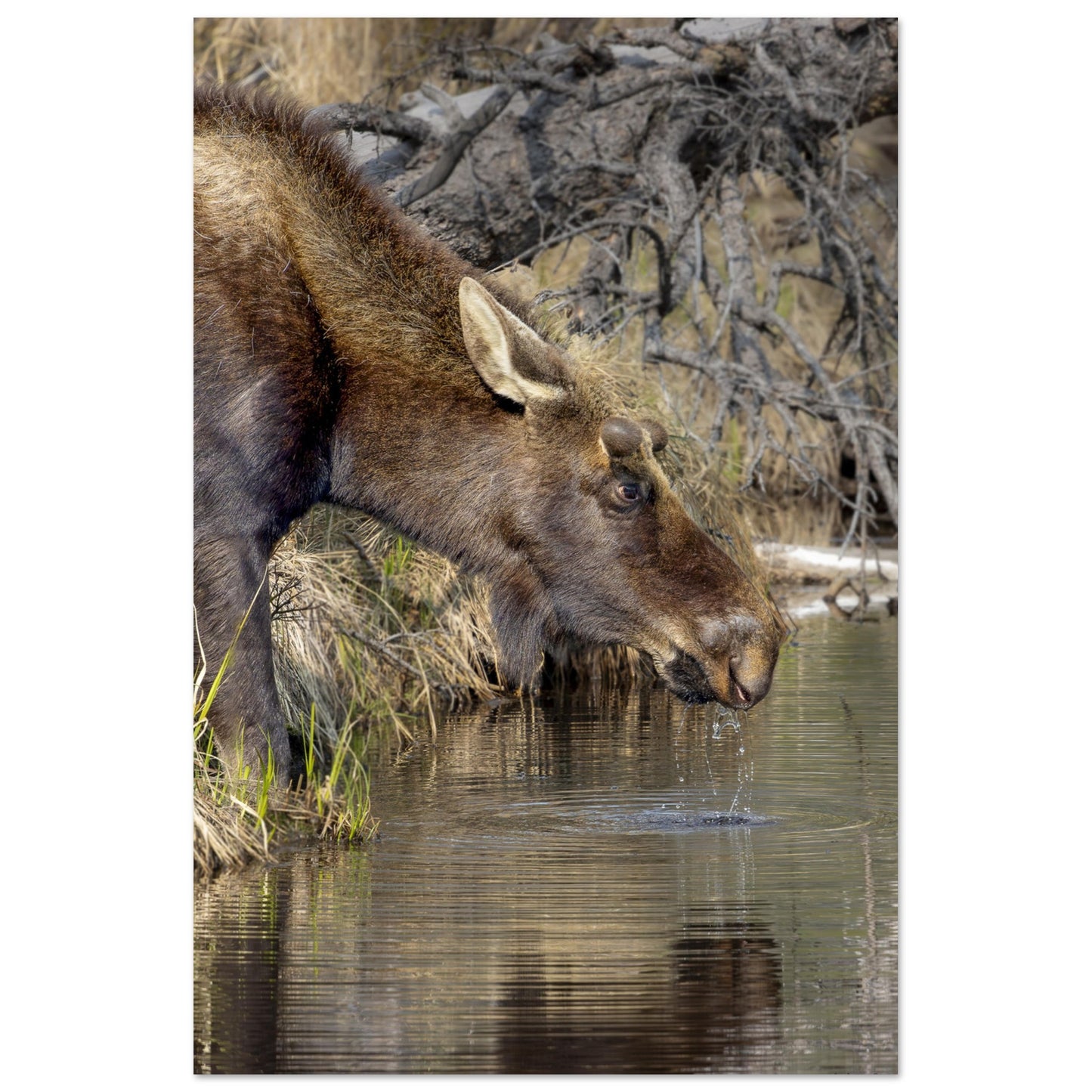Beautiful Aluminum Print of a Moose - Shipping Included