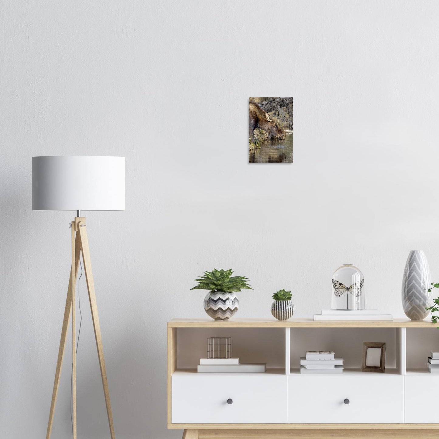 Beautiful Aluminum Print of a Moose - Shipping Included