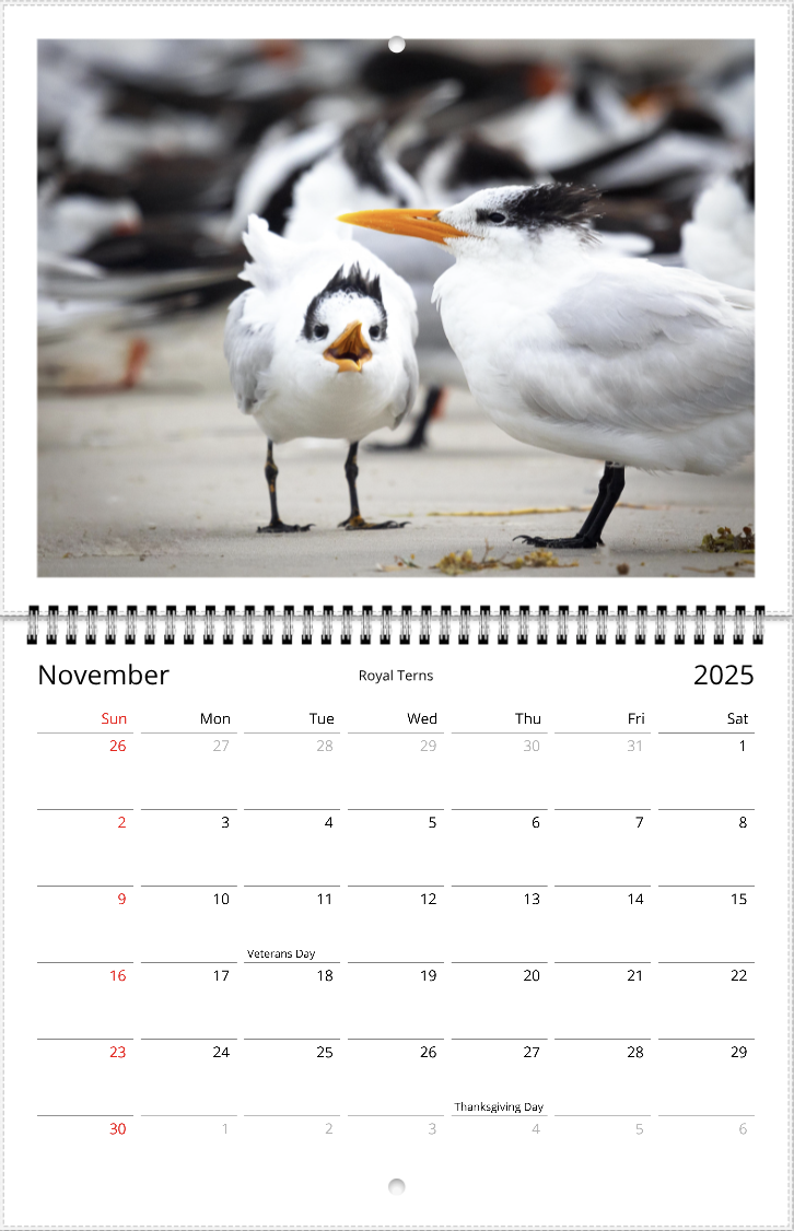 2025 An Aussie Perspective Birds Are Real Wall Calendar USA + Canada