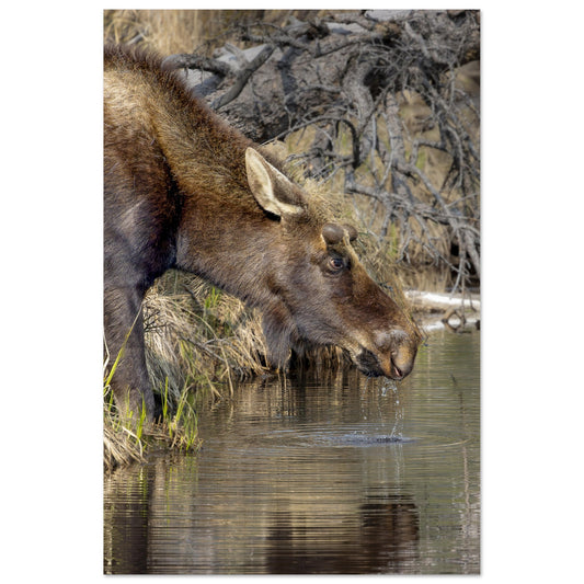 Beautiful Aluminum Print of a Moose - Shipping Included
