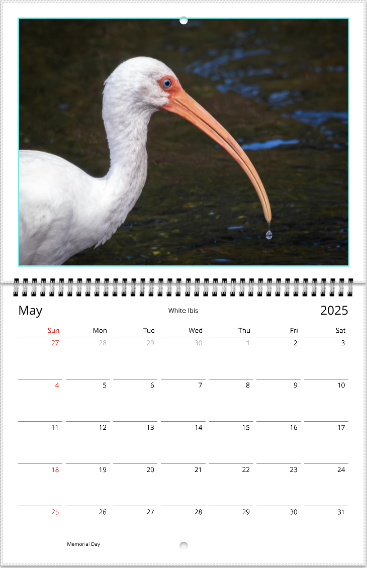 2025 An Aussie Perspective Birds Are Real Wall Calendar USA + Canada