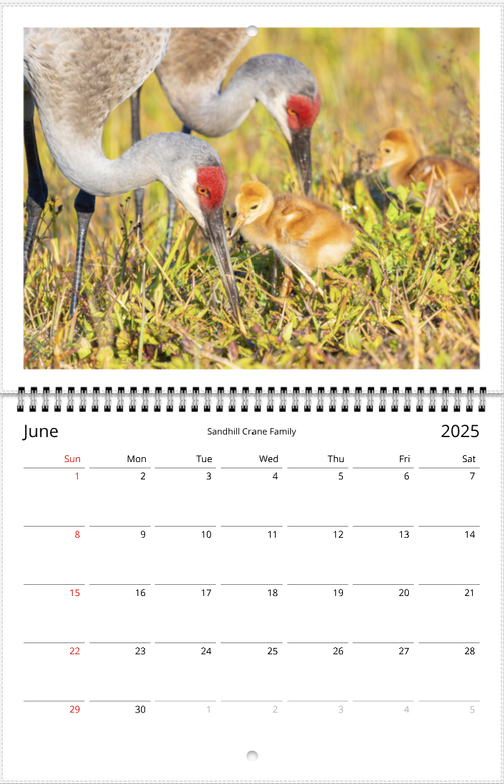 2025 An Aussie Perspective Birds Are Real Wall Calendar USA + Canada