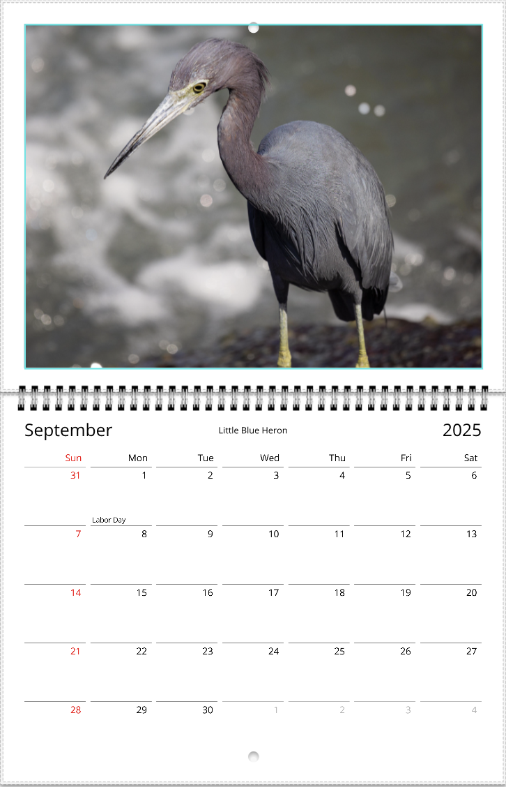 2025 An Aussie Perspective Birds Are Real Wall Calendar USA + Canada