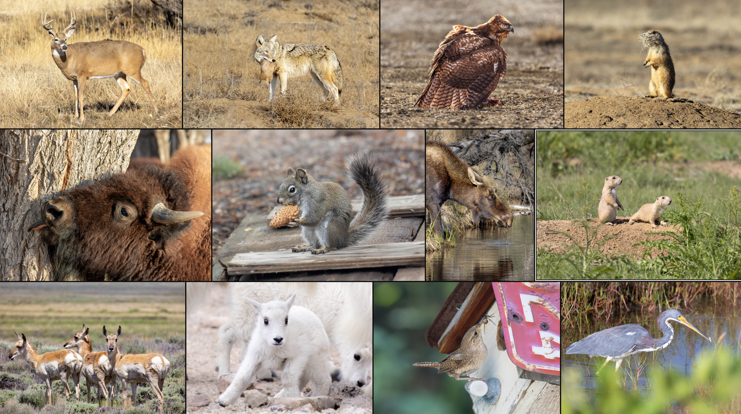 2024 Horizontal Wall Calendar by An Aussie Perspective - Animal Photos 2