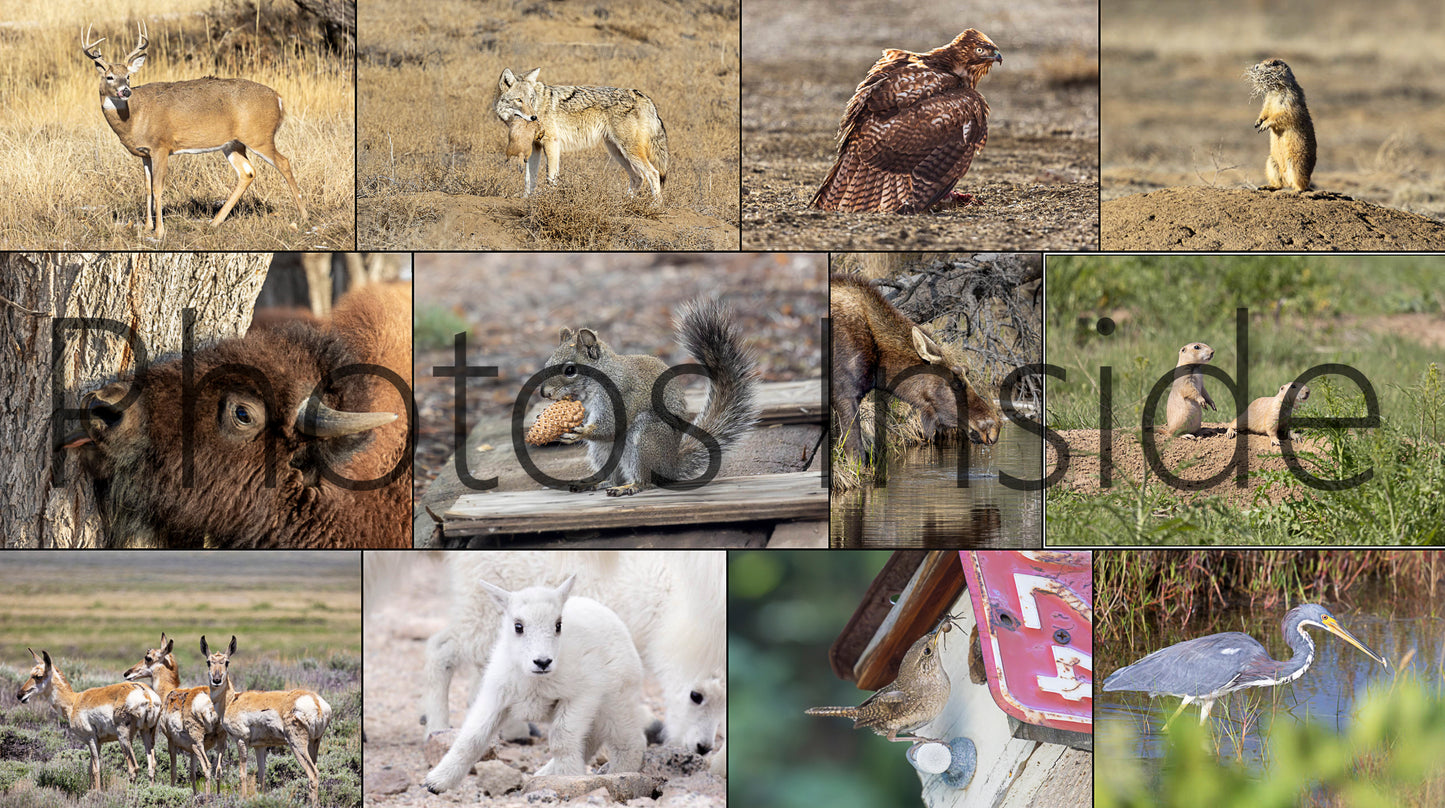 2024 Horizontal Wall Calendar by An Aussie Perspective - Animal Photos 2