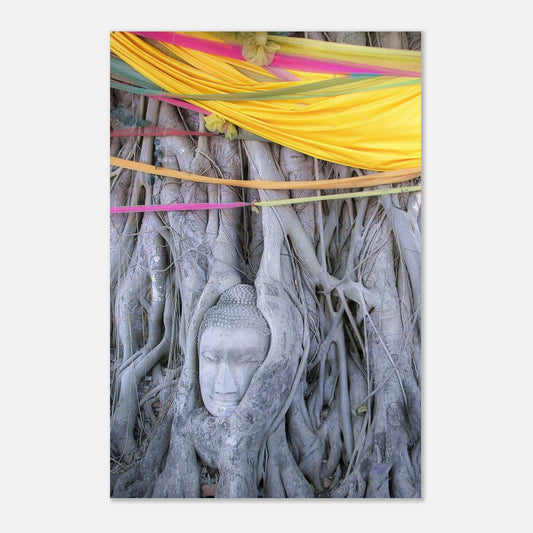 Buddha Head in Banyan Tree Roots Aluminum Print | Shipping Included